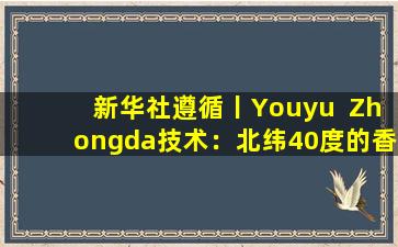 新华社遵循丨Youyu  Zhongda技术：北纬40度的香气